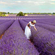 Paniers de Provence
