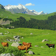 Paniers des Alpes et de Savoie