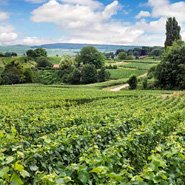 Paniers de Champagne