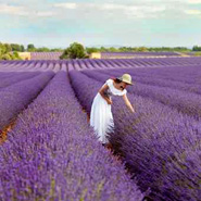 Panier Provençal - Les Grands Gourmands 